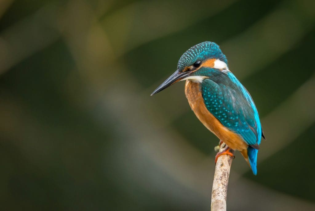 captured from a kingfisher hide using the camera hide plate