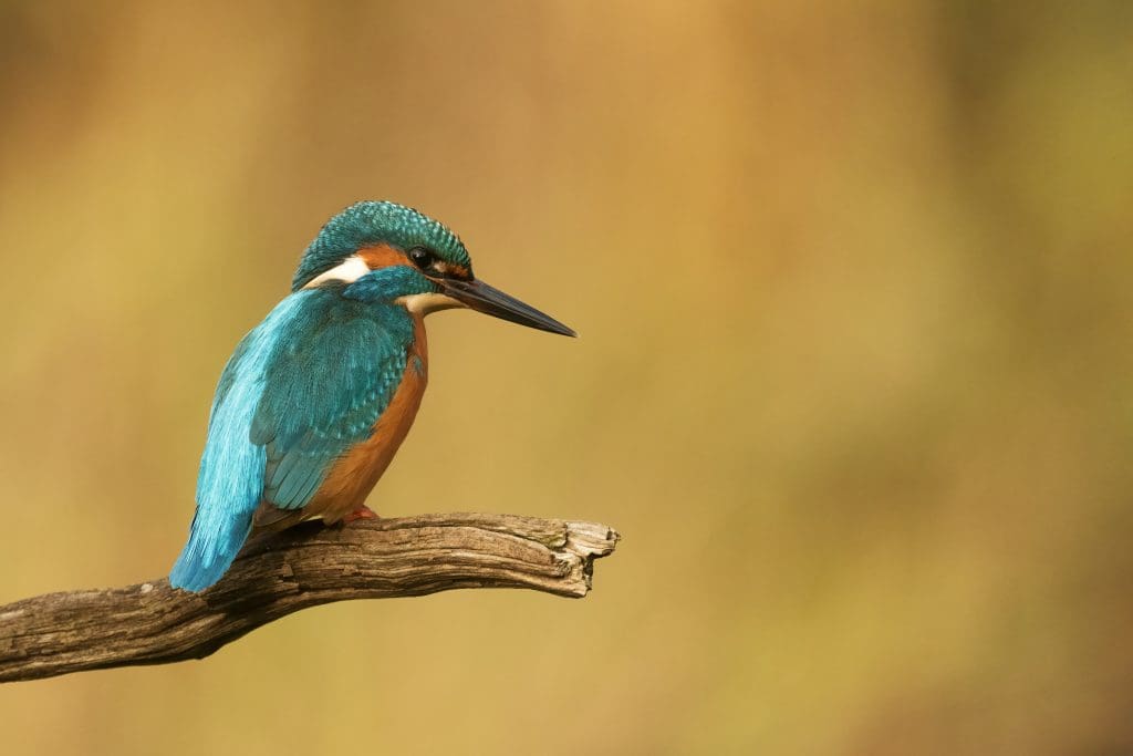 captured from a kingfisher hide using the camera hide plate