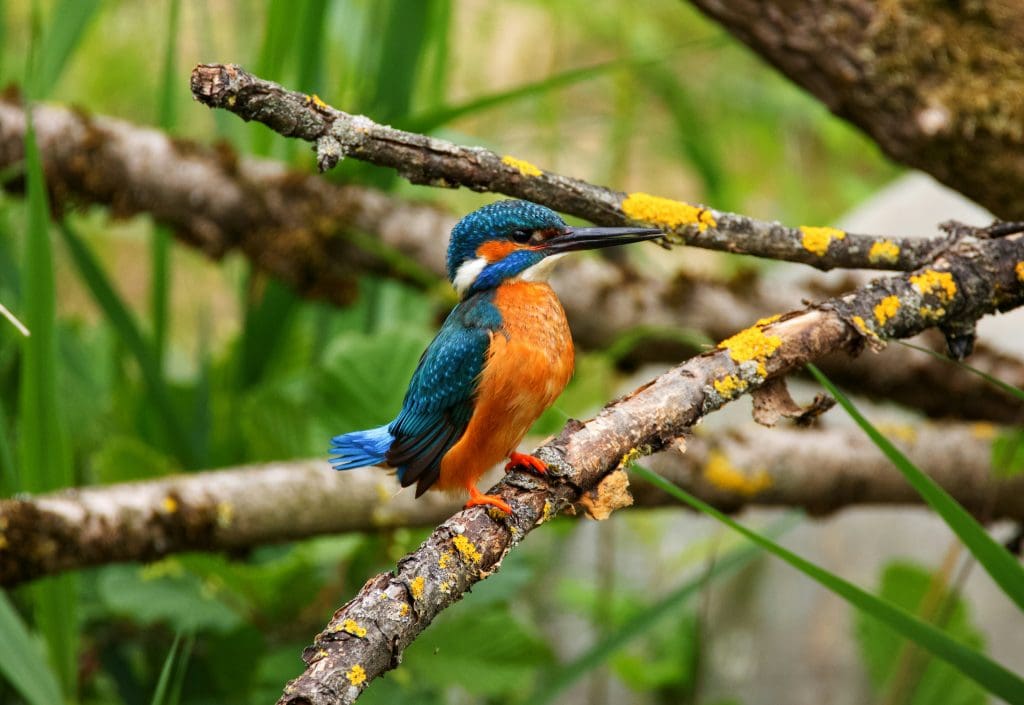 captured from a kingfisher hide using the camera hide plate