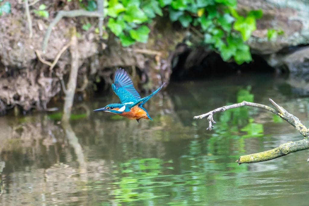 captured from a kingfisher hide using the camera hide plate