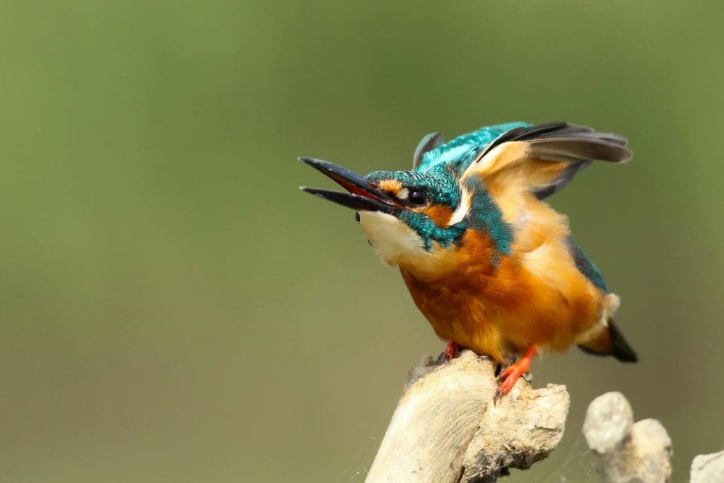 captured from a kingfisher hide using the camera hide plate