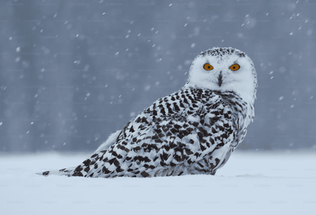 owl captured using the camera hide plate
